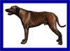 Click here for more detailed Rhodesian Ridgeback breed information and available puppies, studs dogs, clubs and forums
